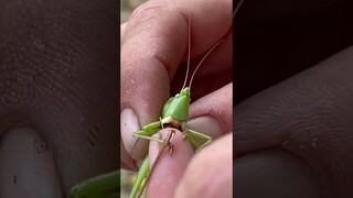 katydid bite lol excuse my language