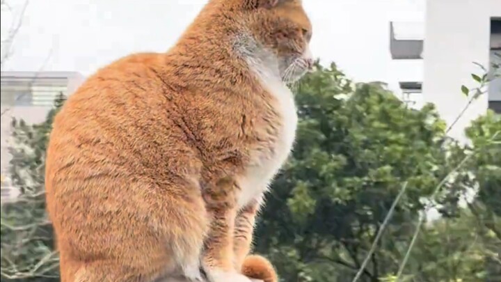 ميمي كينج