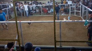 vince white kelso #win