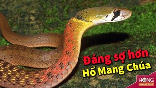 Rắn Hoa Cổ Đỏ - Sát thủ sở hữu Nọc Độc nguy hiểm hơn cả Hổ Mang Chúa |Hóng Khám Phá