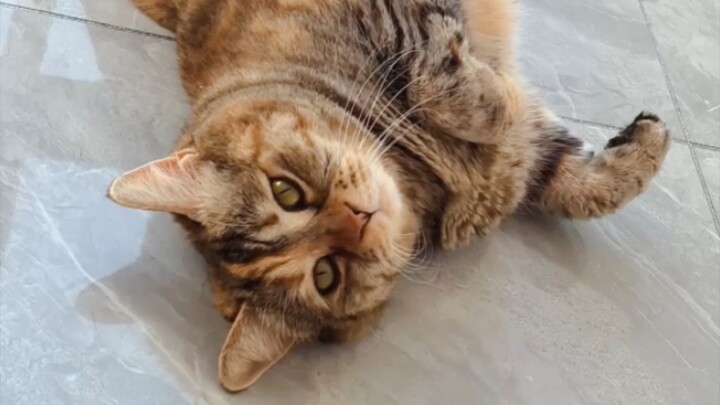 Big Potato Mops the Floor