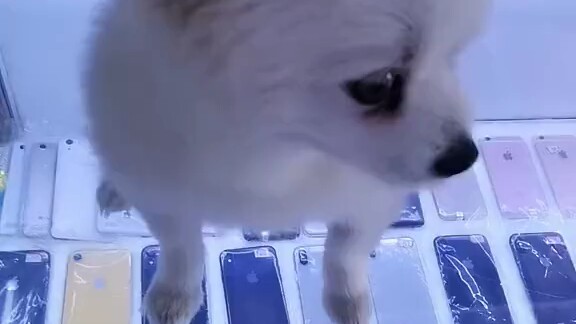 Anjing: Kalau bukan karena refleks, kau pikir aku tidak akan menggigitmu sampai mati?