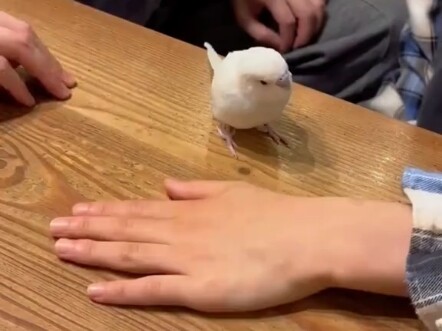 Cute Chick Compilation