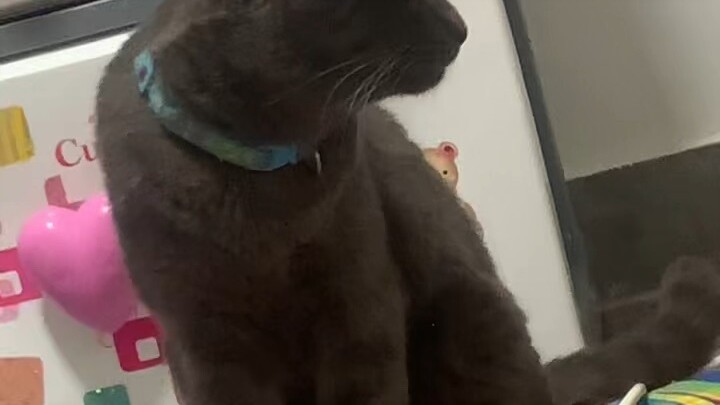 🐱🩷🩷