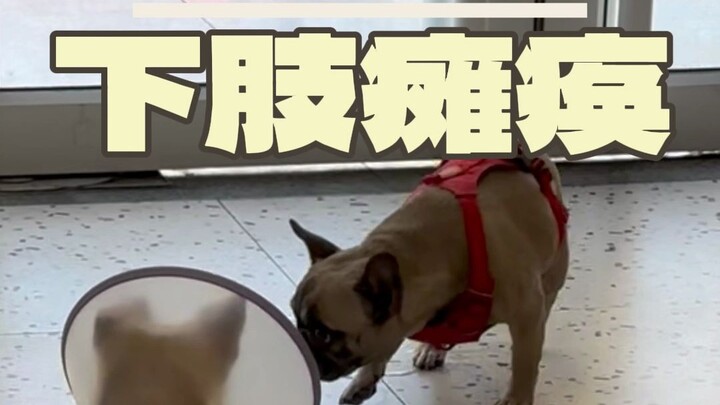 Anak anjing lumpuh malah melakukan hal ini di depan petugas keamanan!