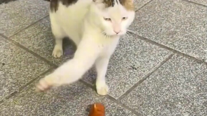 Cat, this one isn’t happy.