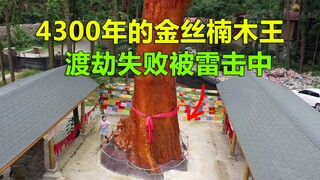 令人意外！贵州一棵活了4300年的金丝楠木王，渡劫失败被雷击中