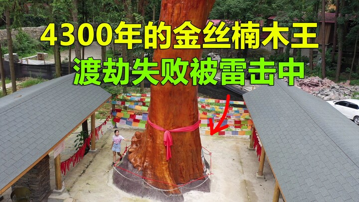 ที่น่าแปลกใจคือ ต้นหนานมู่สีทองอายุกว่า 4,300 ปีในกุ้ยโจวไม่สามารถอยู่รอดได้และถูกฟ้าผ่า