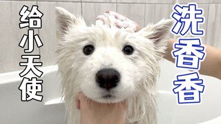 Seperti apa rasanya memandikan seekor samoyed yang manis, lucu, dan senang diajak digelitik serta di