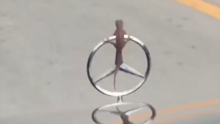 Lizard in luxury 😂😂😂
