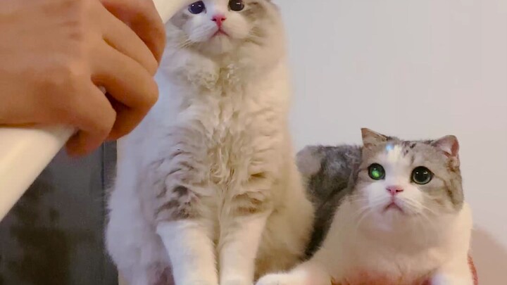 The little kitten sees an electric mosquito swatter for the first time—no fear at all, and it even w