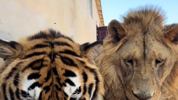 เมื่อสัตว์ที่ชอบอยู่เดี่ยวเผชิญหน้ากับสัตว์ที่อยู่เป็นฝูง บางเสือด่าพร่ำไม่หยุด ขณะที่บางเสือกลับบุก