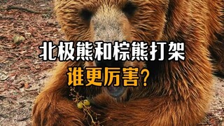 Who would win in a fight between a brown bear and a polar bear?