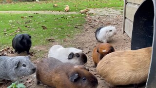 Little guinea pigs are out for some fresh air: scrambling eagerly to go outside, then lining up neat