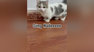 Sáng Bếuuuu tranvansang cat