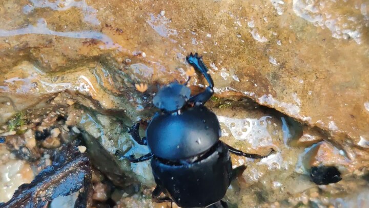 النسخة الحقيقية من تشانغ تشيانغ يصعد الدرج