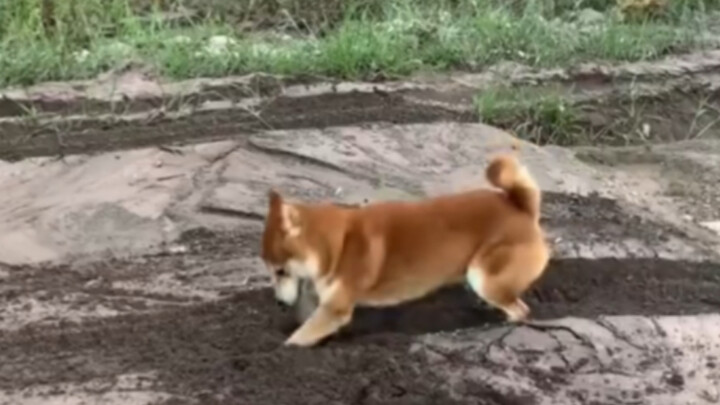 Cherry Blossom Stubborn Breed (Life Advice: Don't Get a Shiba Inu)