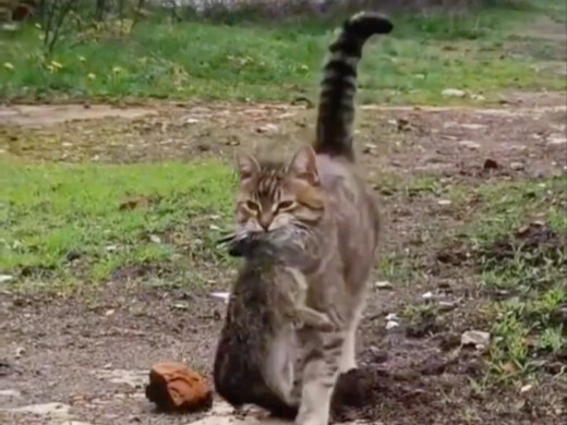 狸花猫刁野兔投喂主人