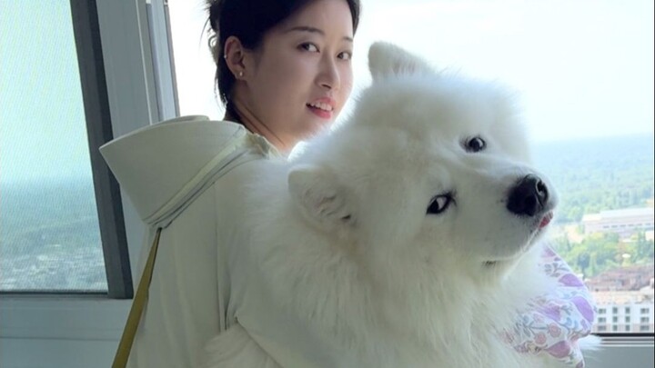 التنزه مع سامويد عملاق يزن 50 كيلوغرامًا، القيمة العاطفية لرعاية يا يا عالية جدًا