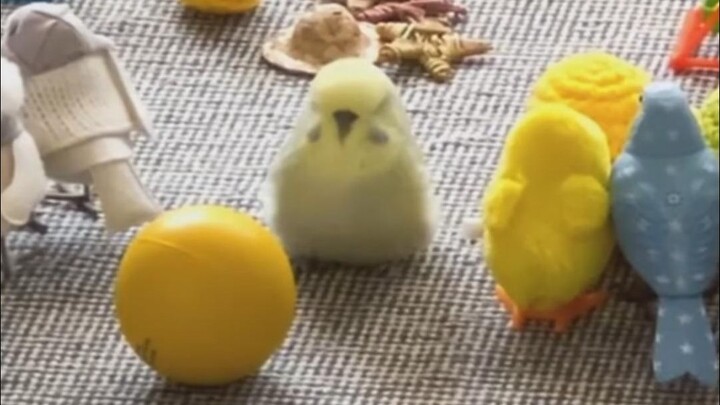 นกสุดเพี้ยนบน TikTok #82