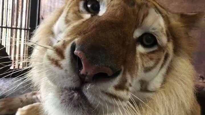 Harimau emas Bengal jantan