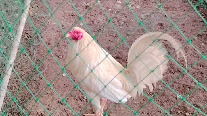 Cj gamefarm full show white