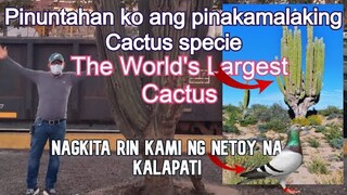 Pinuntahan natin ang The Worlds Largest Cactus specie | May Nakita rin tayong NETOY na kalapati