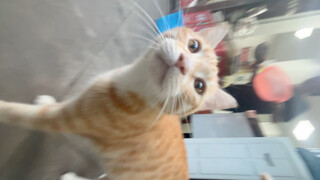 القطة الصغيرة دائمًا ذات فراء ناعم، ودائمًا تحبني.