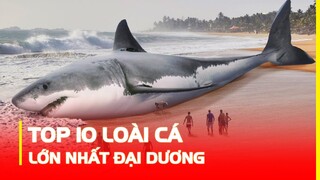 Không Ngờ Đây Chính Là 10 Loài Cá Lớn Nhất ĐẠI DƯƠNG Mà Ít Người Biết