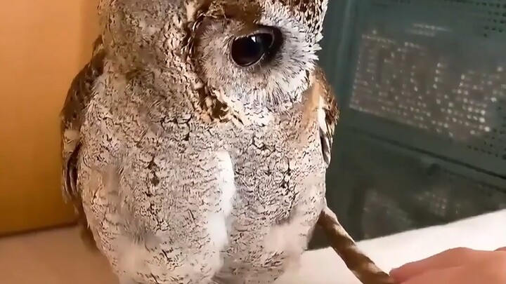 The wise owl—its feathers are vital, a cutting-edge tool for hunting.