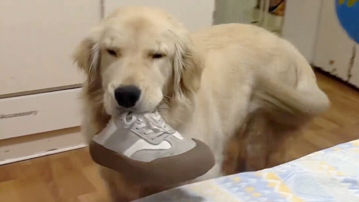 Chú cún con vừa thức dậy đã thích làm nũng