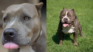 Pitbulls สุขภาพดี EP13 การรวบรวม Pitbull ที่ตลกและน่ารัก