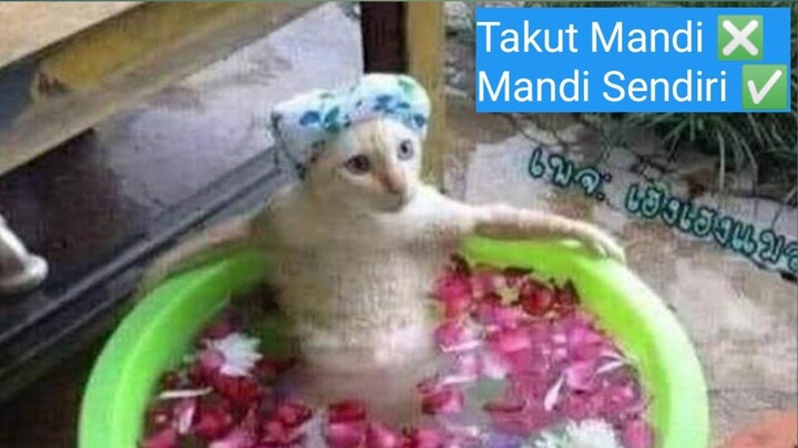 KUCING TAKUT MANDI ❎ KUCING MANDI SENDIRI ✅