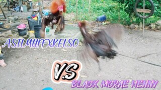 SPAR! 1x Winner ASILMUFFXKELSO (9 MONTHS) VS BLACK MCRAE HENNY (24 MONS) 08/09/2023