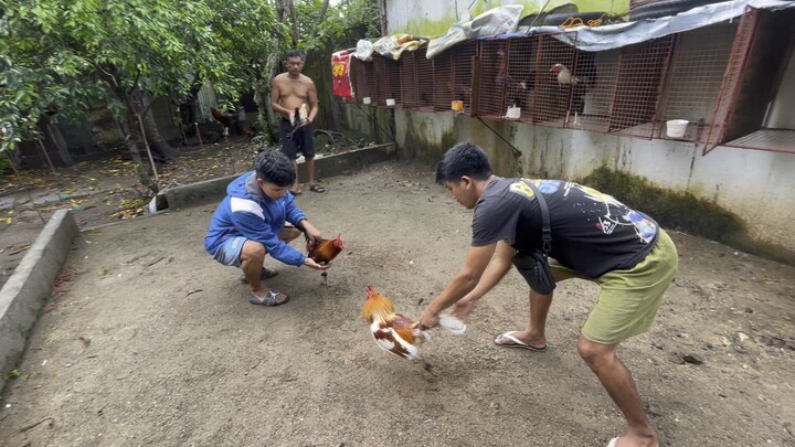 Signature white choco vs George Foster Kelso