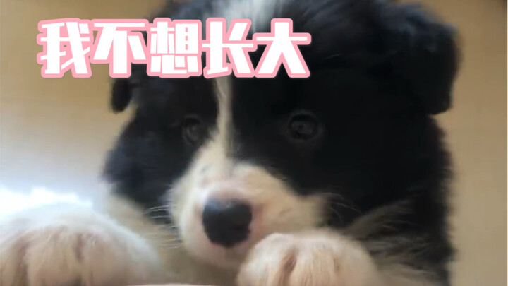 Did I work so hard to grow up just to go through this? The bittersweet tears of a pup’s成长.