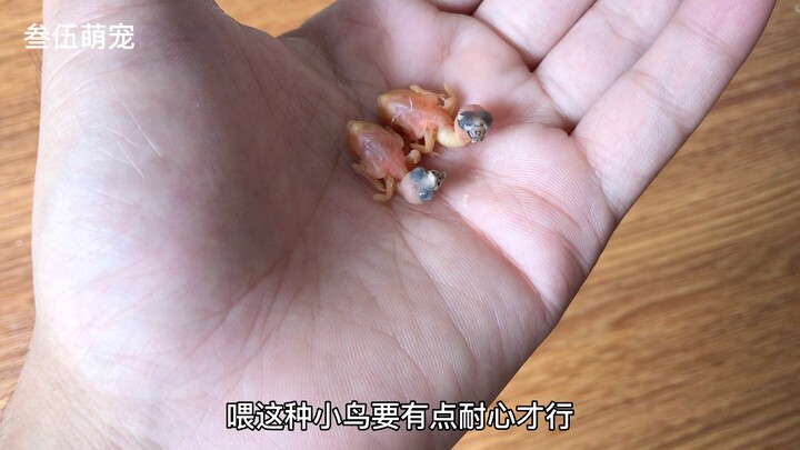 The baby bird, just two days out of its shell and not even as big as a pair of chopsticks, is quite 