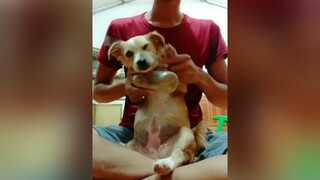 Chết cười. Thả tim cho Bơ đi ạ. yeucho yeuchomeo cún cúncon chó chómèo chócon chó_cưng chókhôn yeuchomeo cưng chócute pet dogsoftiktok