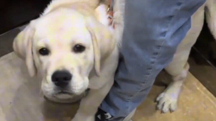 The Energetic Puppy You Meet in the Elevator