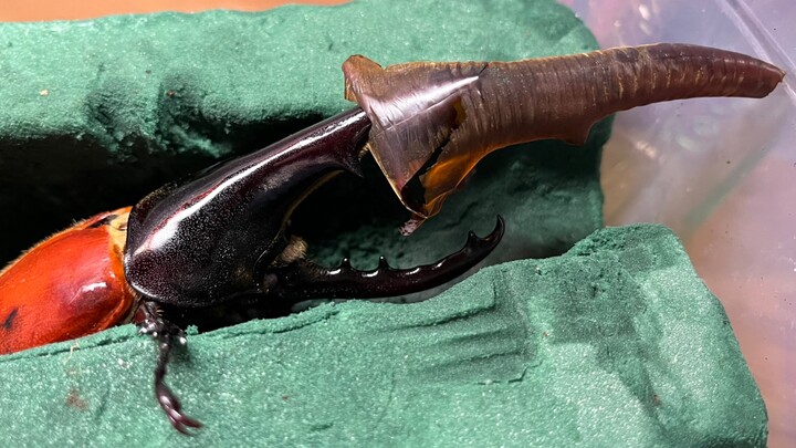 Tolong lepaskan topinya, terima kasih. Perubahan Kamen Rider