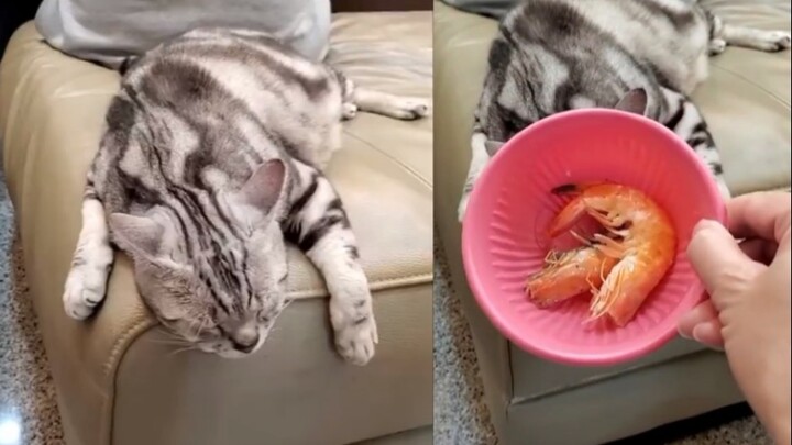 Đã tìm ra cách khiến mèo con tỉnh ngay lập tức!