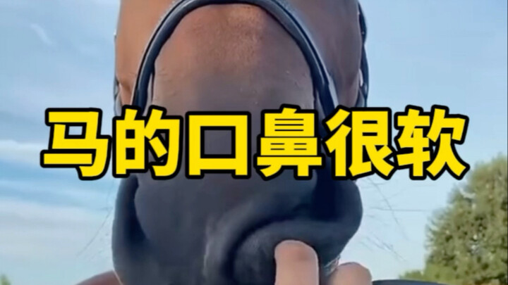 A horse’s nose is very soft and bouncy.
