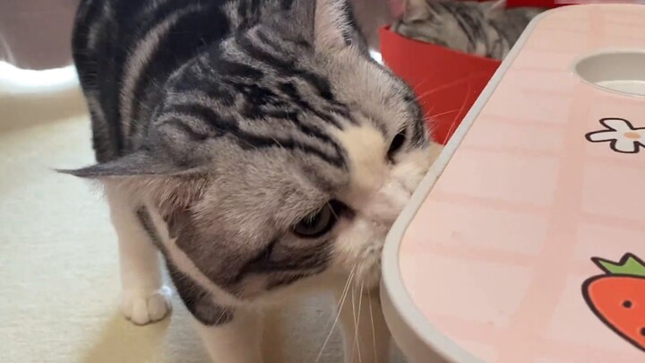 จิ่วหมิน! แมวตัวนี้ติดมนุษย์เหรอเนี่ย? วิ่งไล่เจ้าของแล้วสูบบุหรี่...