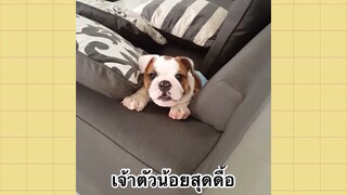 เพื่อนตัวน้อยแสนซน : เจ้าตัวน้อยสุดดื้อ