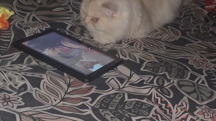 Cat watching movie on tablet.