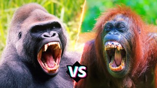 KHỈ ĐỘT VS ĐƯỜI ƯƠI | Con Nào Mạnh Nhất và Chiến Thắng Khi Đối Đầu - HKP