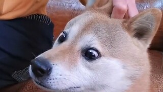 “นั่นอาจเป็นเหตุผลว่าทำไมผู้คนถึงชอบเลี้ยงสุนัข”
