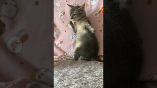 KUCING CACAT BERANTEM PAKE JURUS MEMATIKAN..!