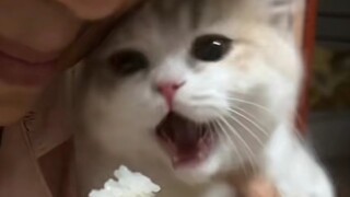 妈妈，我嘴在这儿呢