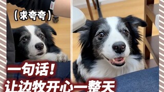 One sentence makes the Border Collie happy all day